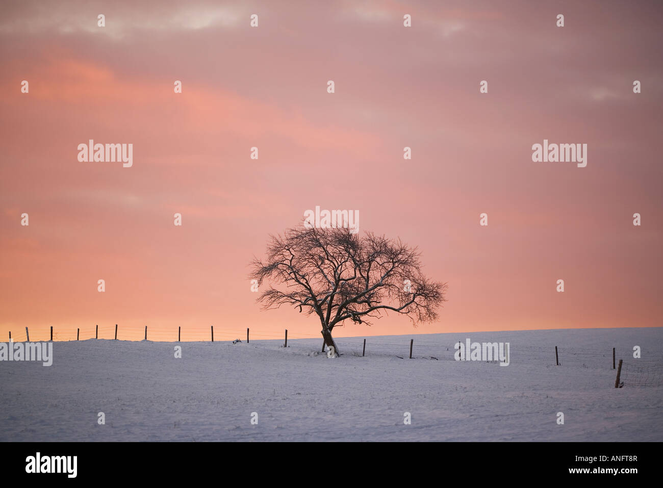 Sonnenaufgang hinter einsamer Baum in der Nähe von Schubenacadie, Nova Scotia, Kanada. Stockfoto