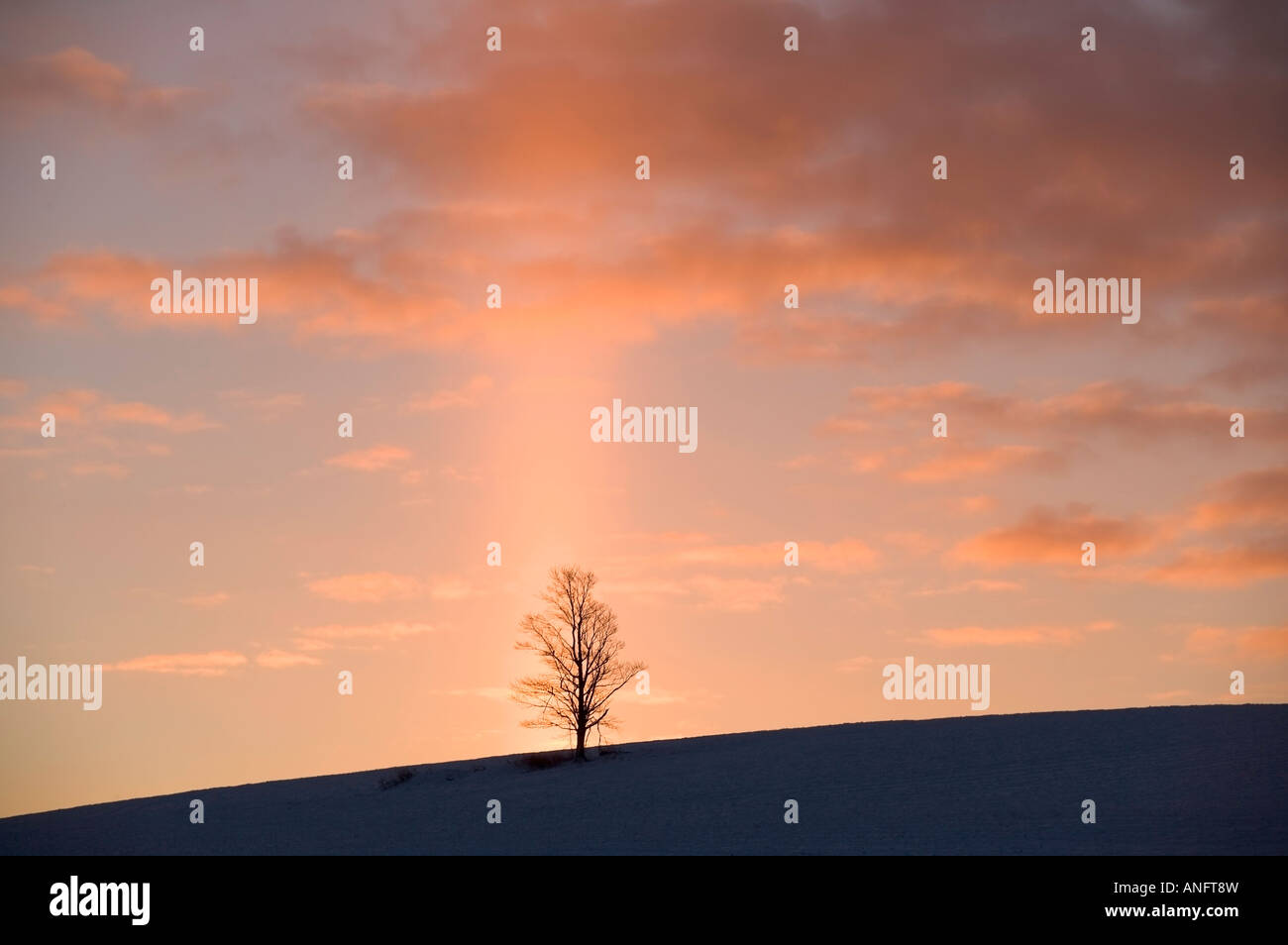 Sonnenaufgang hinter einsamer Baum in der Nähe von Schubenacadie, Nova Scotia, Kanada. Stockfoto