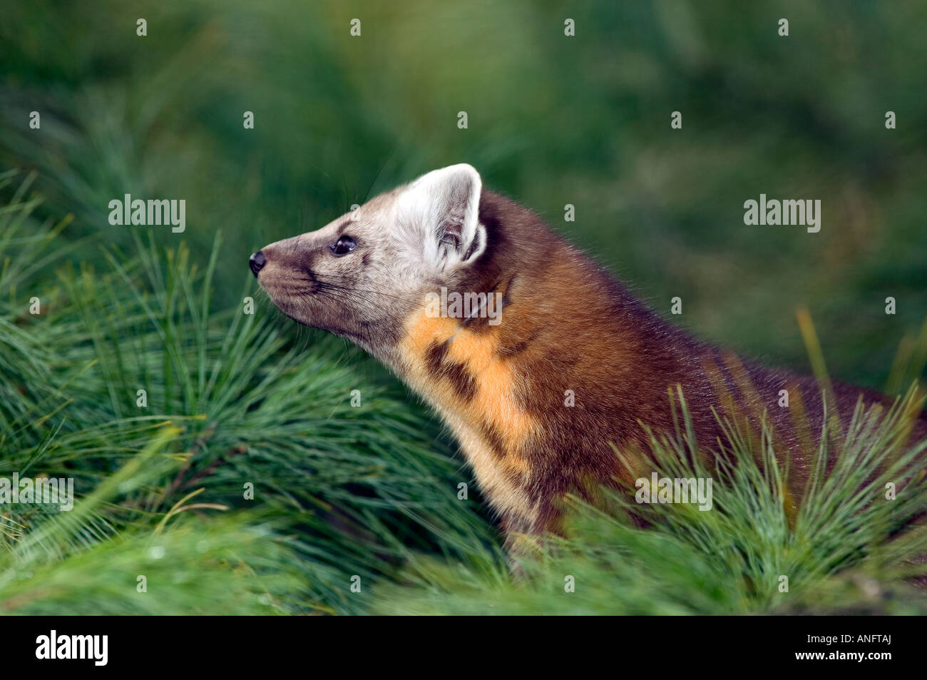 (Martes Americana), Baummarder Jagd in Pinie, Kanada. Stockfoto