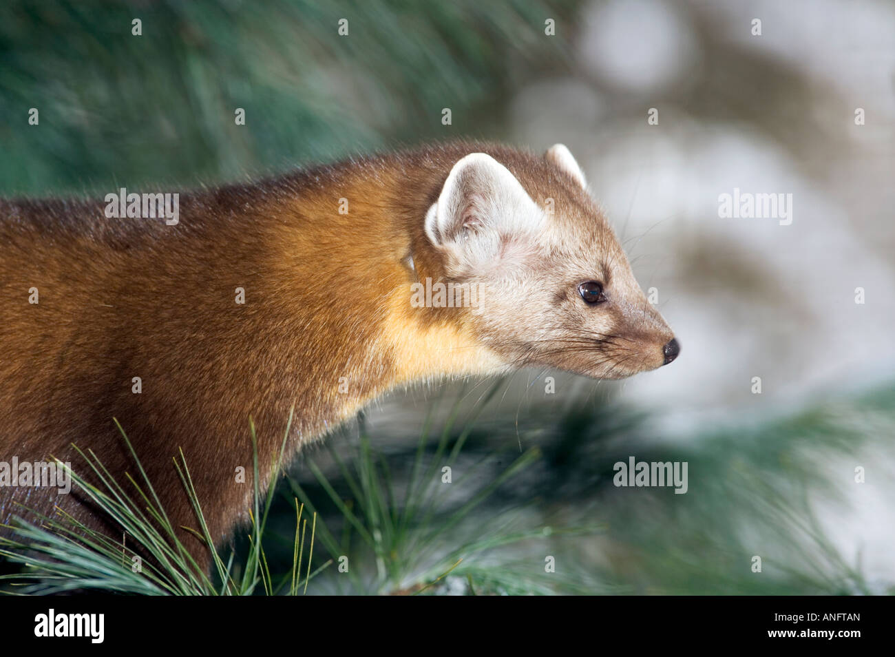 (Martes Americana), Baummarder Jagd in Pinie, Kanada. Stockfoto