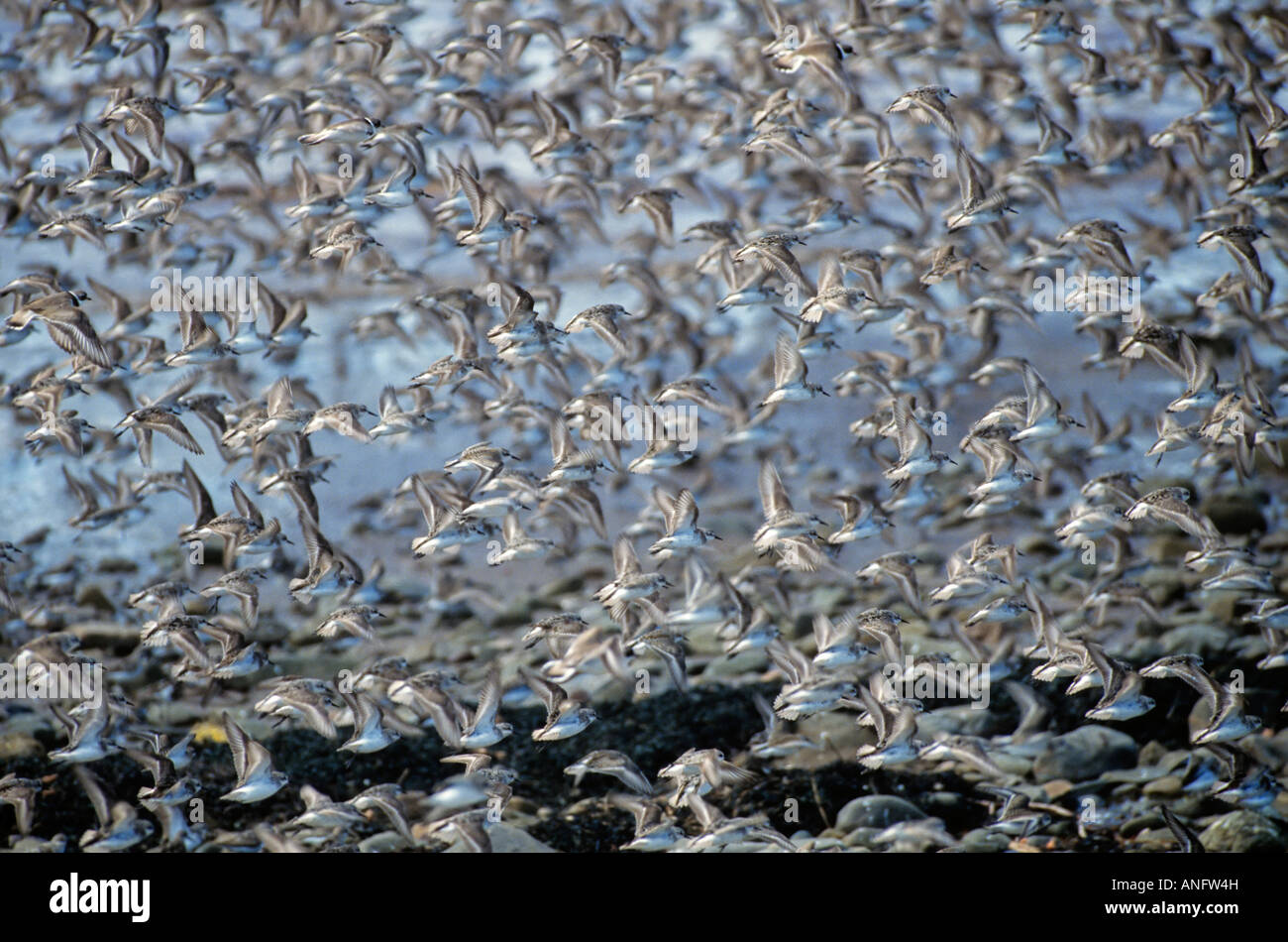Semipalmated Strandläufer (Calidris Pusilla) Küstenvögel Migration durch die Bay Of Fundy, New Brunswick, Kanada. Stockfoto