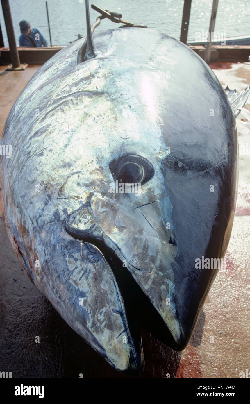 Blauflossenthun (Thunnus Thynnus), North Lake, Prince Edward Island, Kanada. Stockfoto