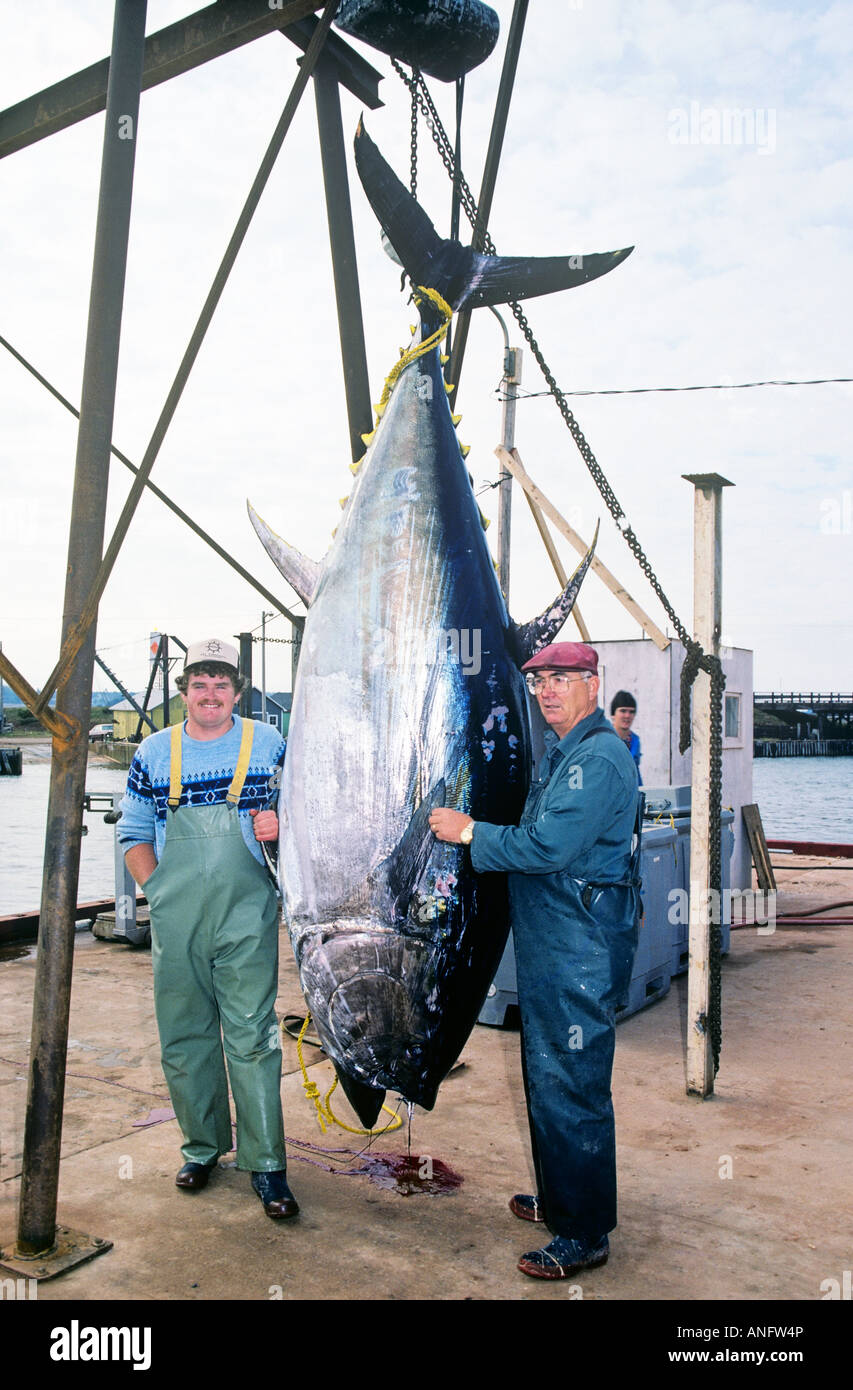 Fischer mit einem Gewicht von Thun im Fisherdorf Hafen von North Lake, Prince Edward Island, Kanada. Stockfoto