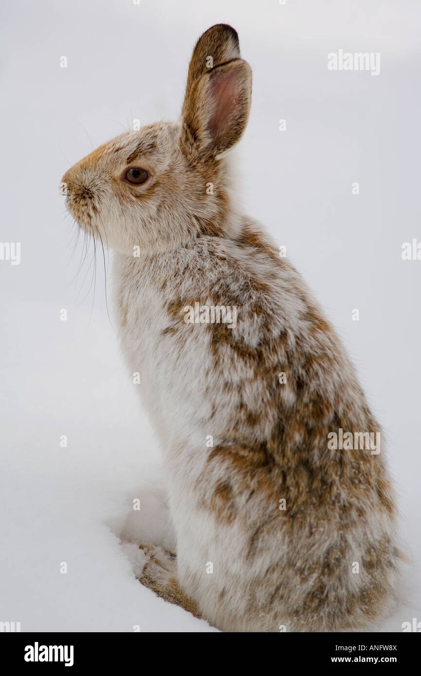 Schneeschuh-Hase (Lepus Americanus) in Wintermantel, Kanada. Stockfoto