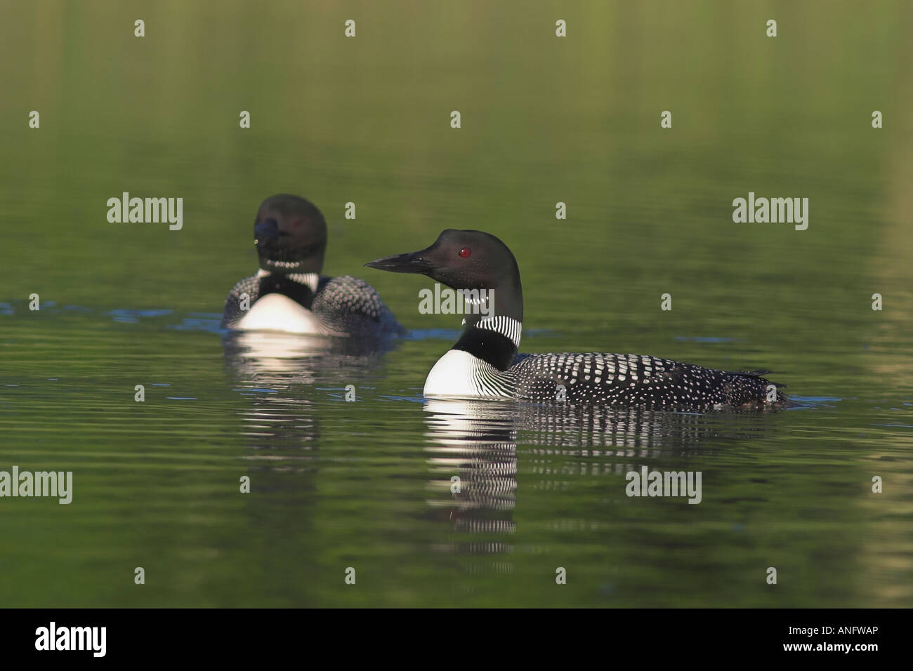 Zwei Seetaucher Schwimmen im Teich, Britisch-Kolumbien, Kanada. Stockfoto