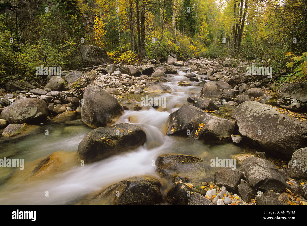 Herbstfarben und ein Strom fließt durch Felsen im Oktober, Grohman Creek, Nelson, Kootenays, British Columbia, Kanada. Stockfoto