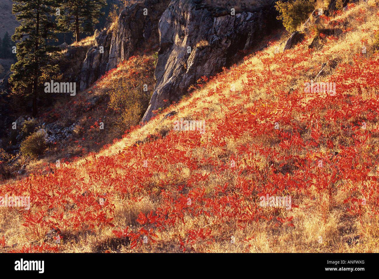 Sumach im Herbst an einem Hang in der Nähe von Grand Forks, Grenze Region, British Columbia, Kanada. Stockfoto
