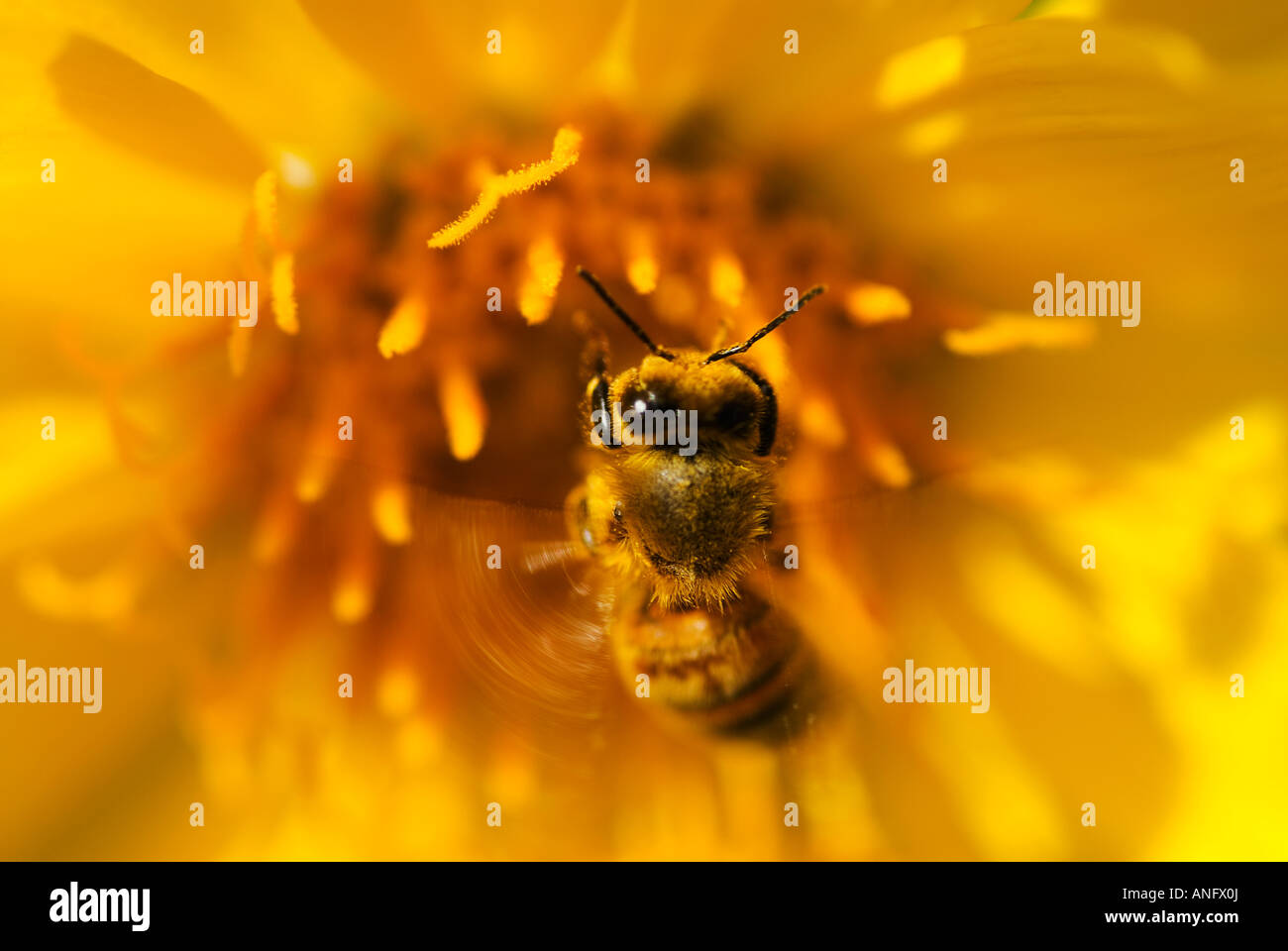 Honigbiene auf Nahrungssuche für Pollen-close-up auf einen Pfeil-leaved Balsamwurzel, eine gelbe Blume, Kanada. Stockfoto
