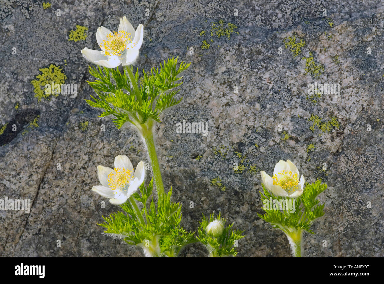 Zeitigen Frühjahr Wildblumen, Western Anemone Blumen vor Rock mit Flechten drauf, Britisch-Kolumbien, Kanada. Stockfoto