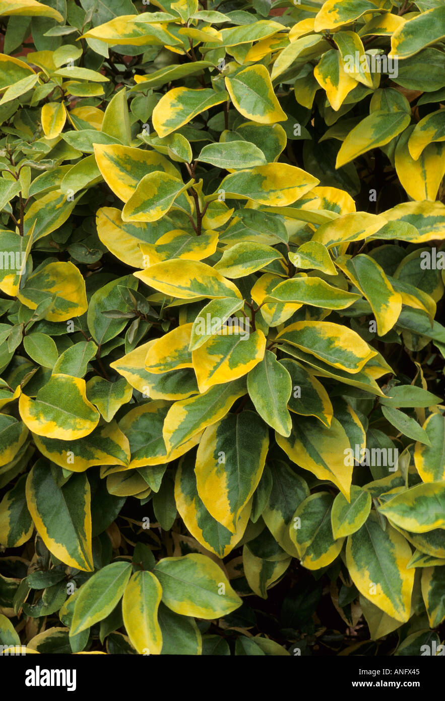 Eleagnus x Ebbingei "Goldrand", grüne Blätter, gelbe Ränder, bunte Pflanze Garten Stockfoto