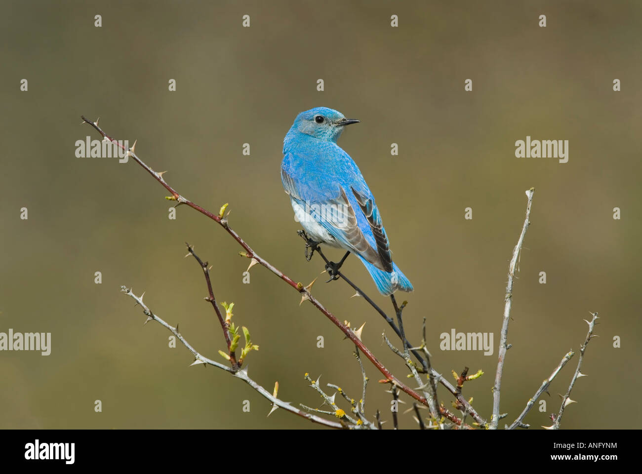 Mountain Bluebird (Sialia Currucoides), Kanada. Stockfoto
