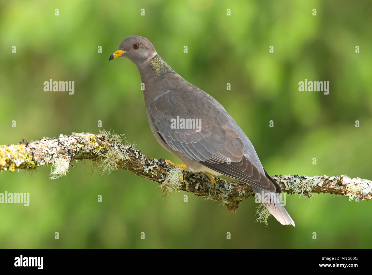 Schuppenhalstaube (Patagioenas Fasciata), Kanada. Stockfoto