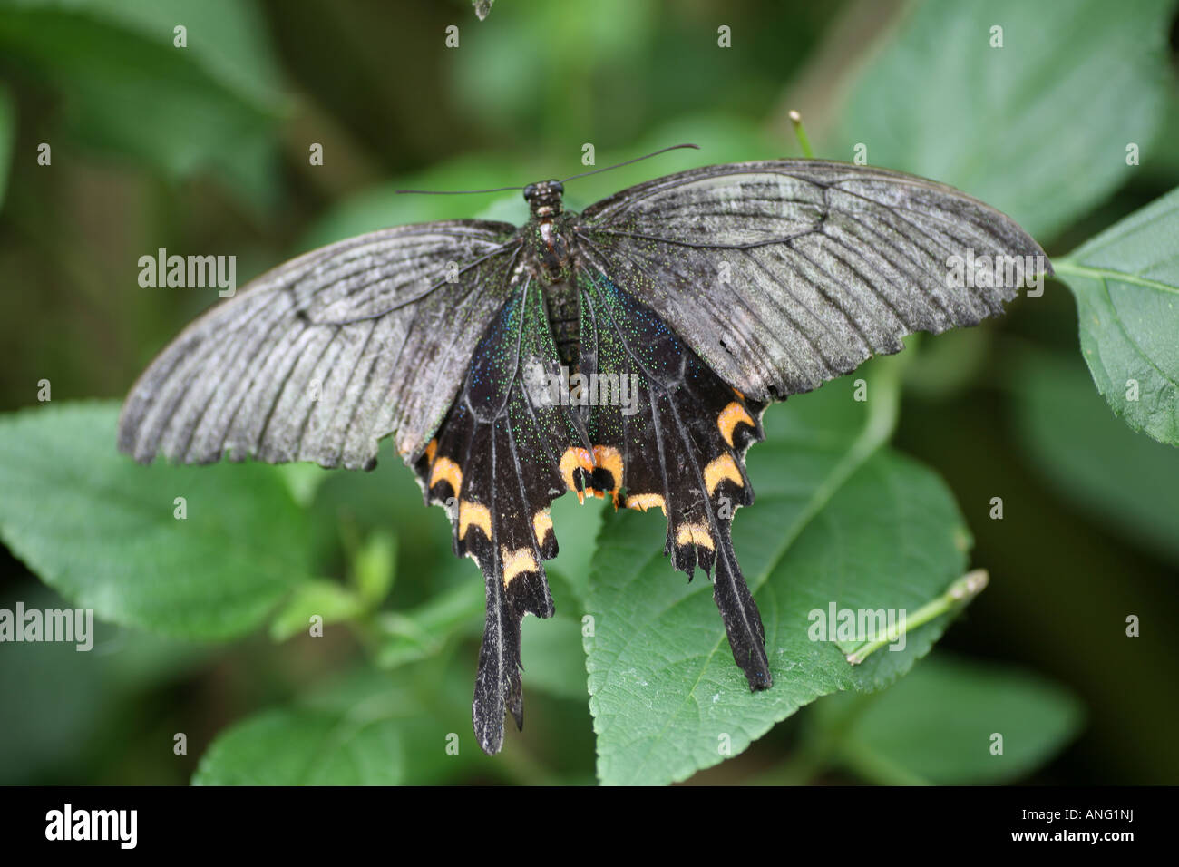 Crow Schwalbenschwanz Schmetterling Stockfoto