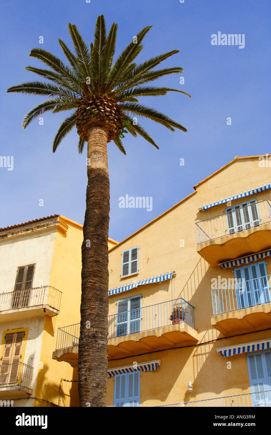 Palme und Häuser am Strand von Calvi, Corsica Stockfoto