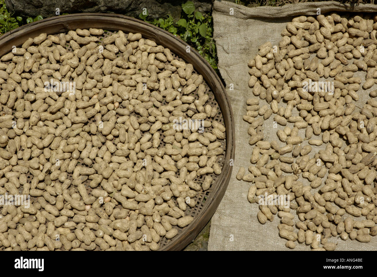 China-Guangxi Fuli Dorf in der Nähe von Yangshuo Erdnüsse unter der Sonne trocknen Stockfoto