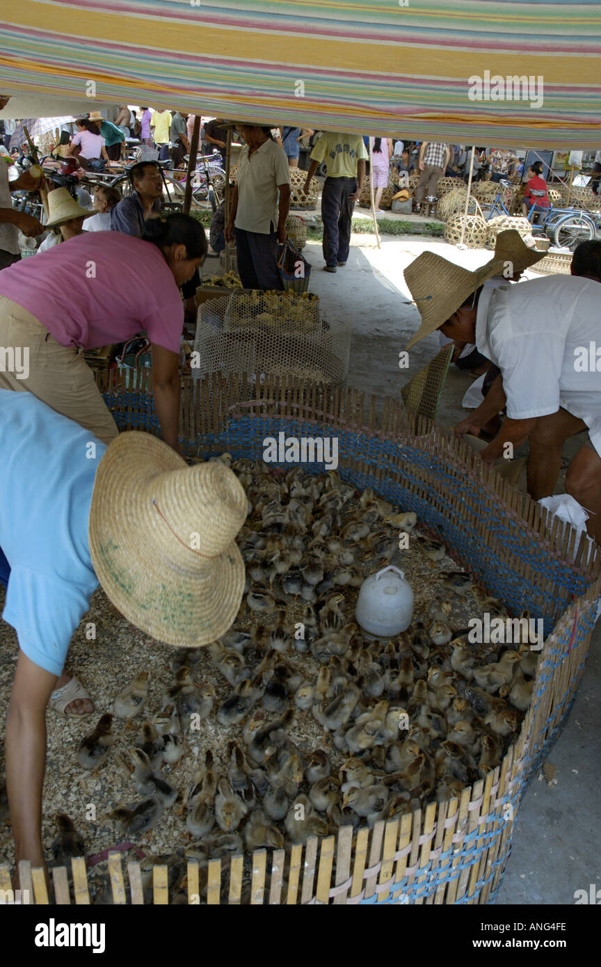 China-Guangxi Fuli Dorf in der Nähe von Yangshuo Frauen verkaufen Entenküken auf dem Wochenmarkt Fuli Town Stockfoto