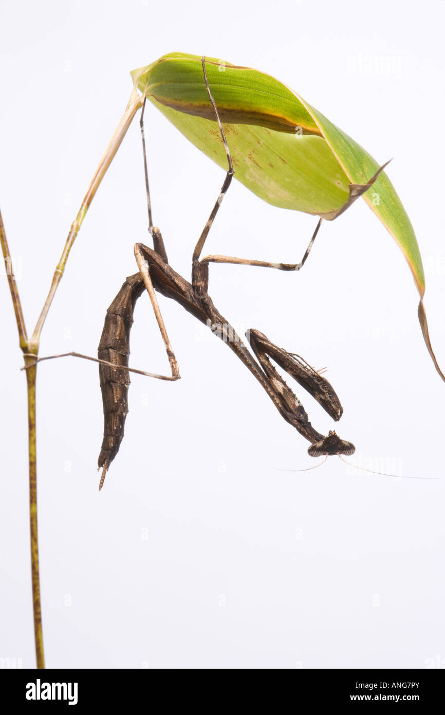 Zweig Mantis Pseudempusa Arten auf weißem Hintergrund Stockfoto