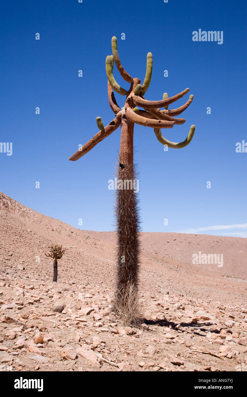 Kandelaber-Kaktus Browningia Candelaris in der Atacama-Wüste entlang Highway 11 Chile Stockfoto