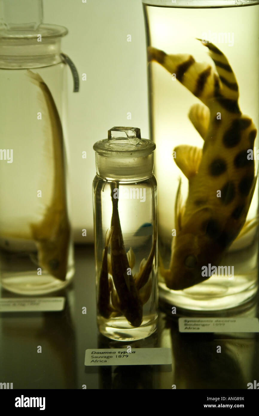 Fisch-Proben in Gläsern in einem naturwissenschaftlichen museum Stockfoto