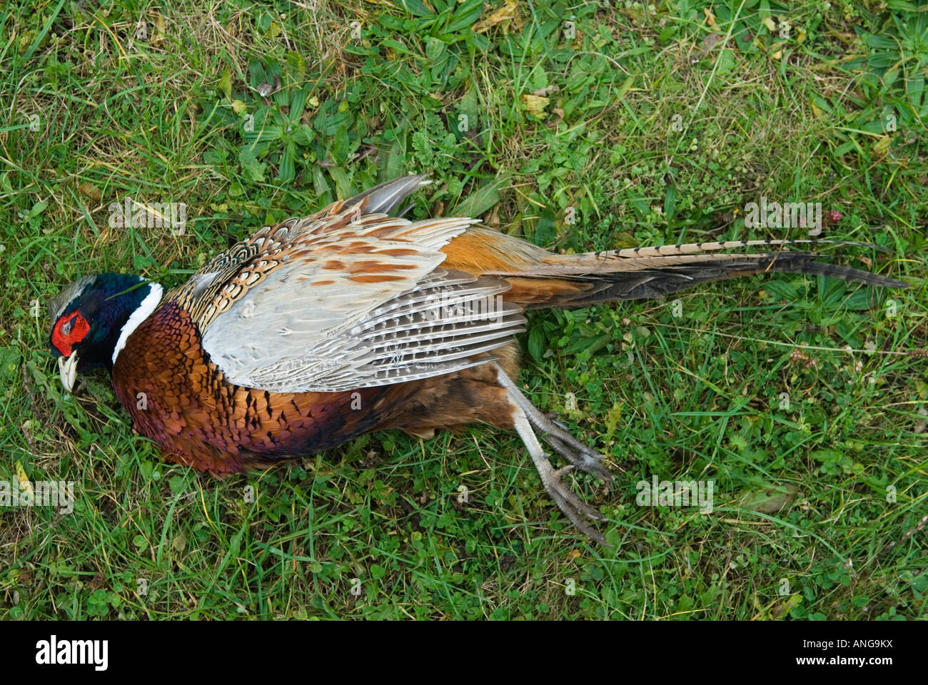 Spiel Vogel schießen UK. Ein toter Fasan, der für den Sport getötet wurde. 2000ER JAHRE UK HOMER SYKES Stockfoto