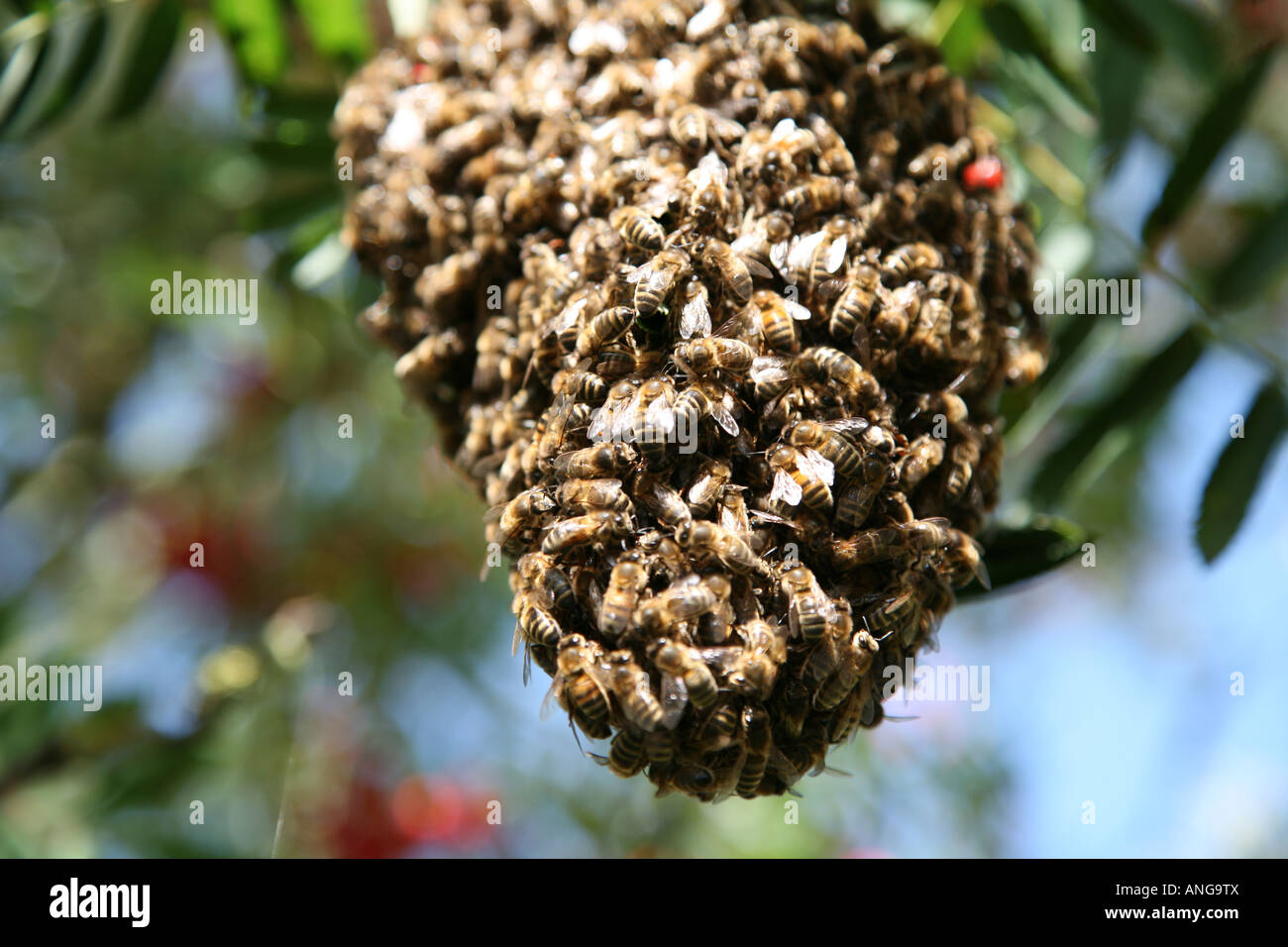 Bienenschwarm Stockfoto