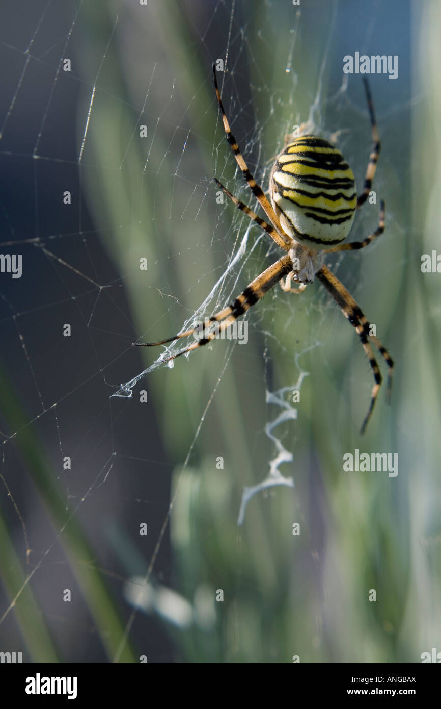 Nahaufnahme von einem weiblichen Wespe Spider Argiope bruennichi Stockfoto