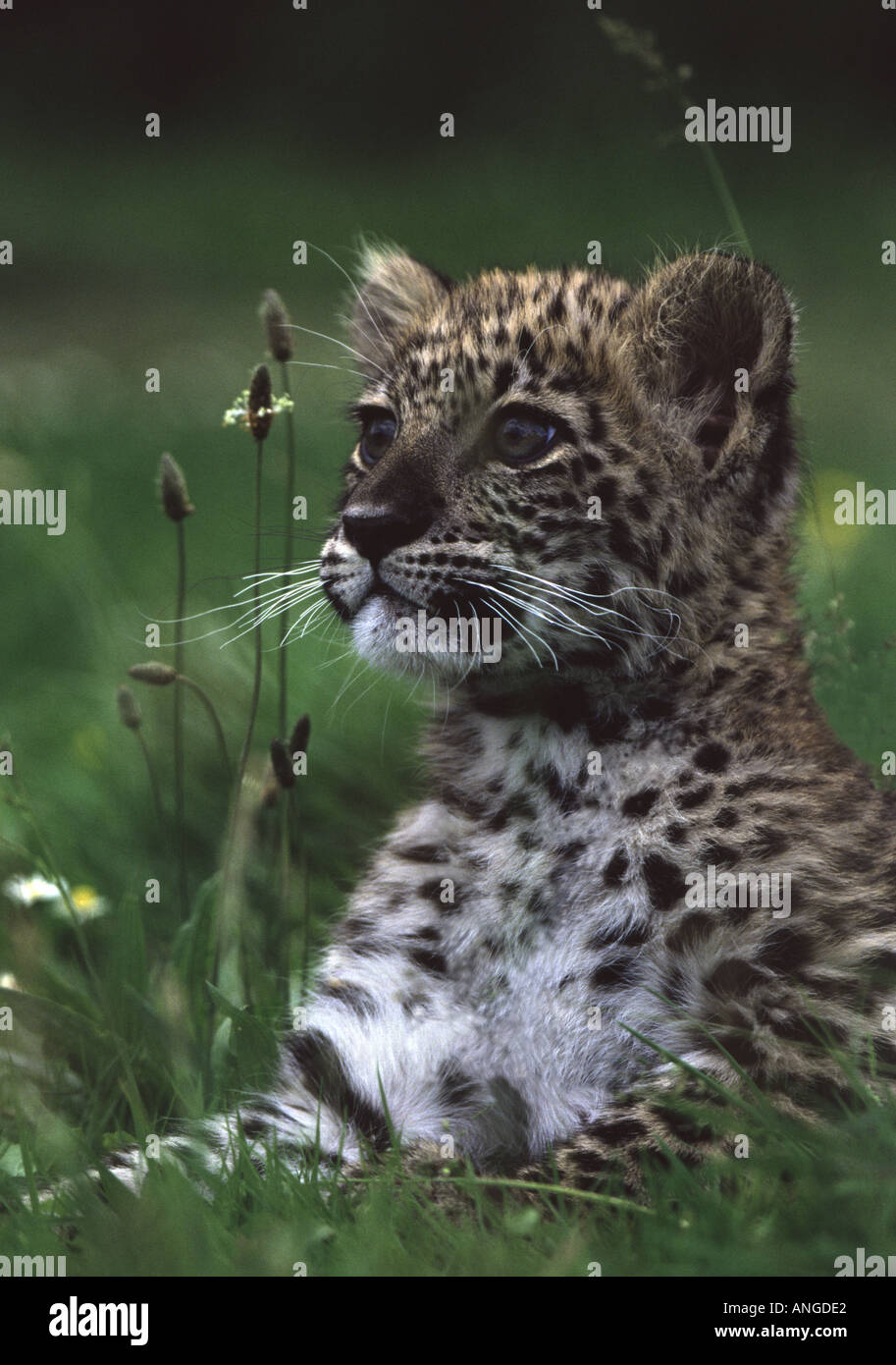 Persische LEOPARD CUB PORTRAIT Panthera Pardus Tulliana Stockfoto