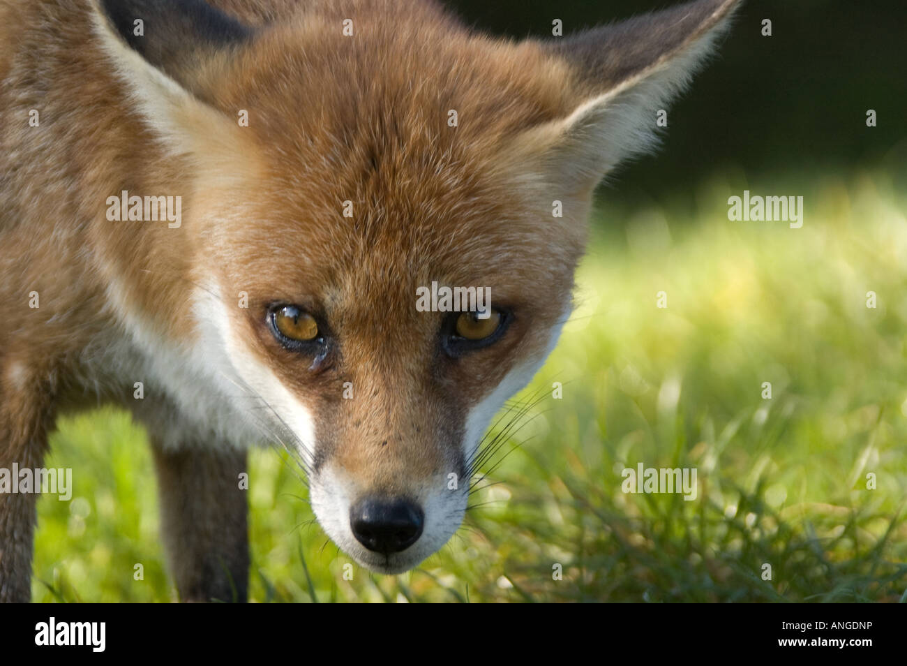 Vulpes Vulpes Stockfoto