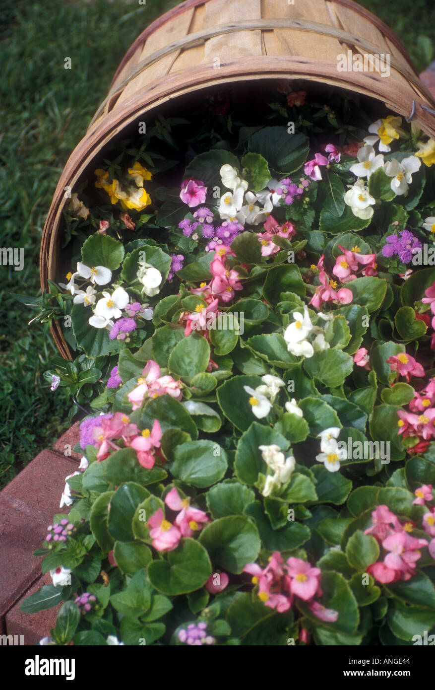 Korb mit Blumen Stockfoto