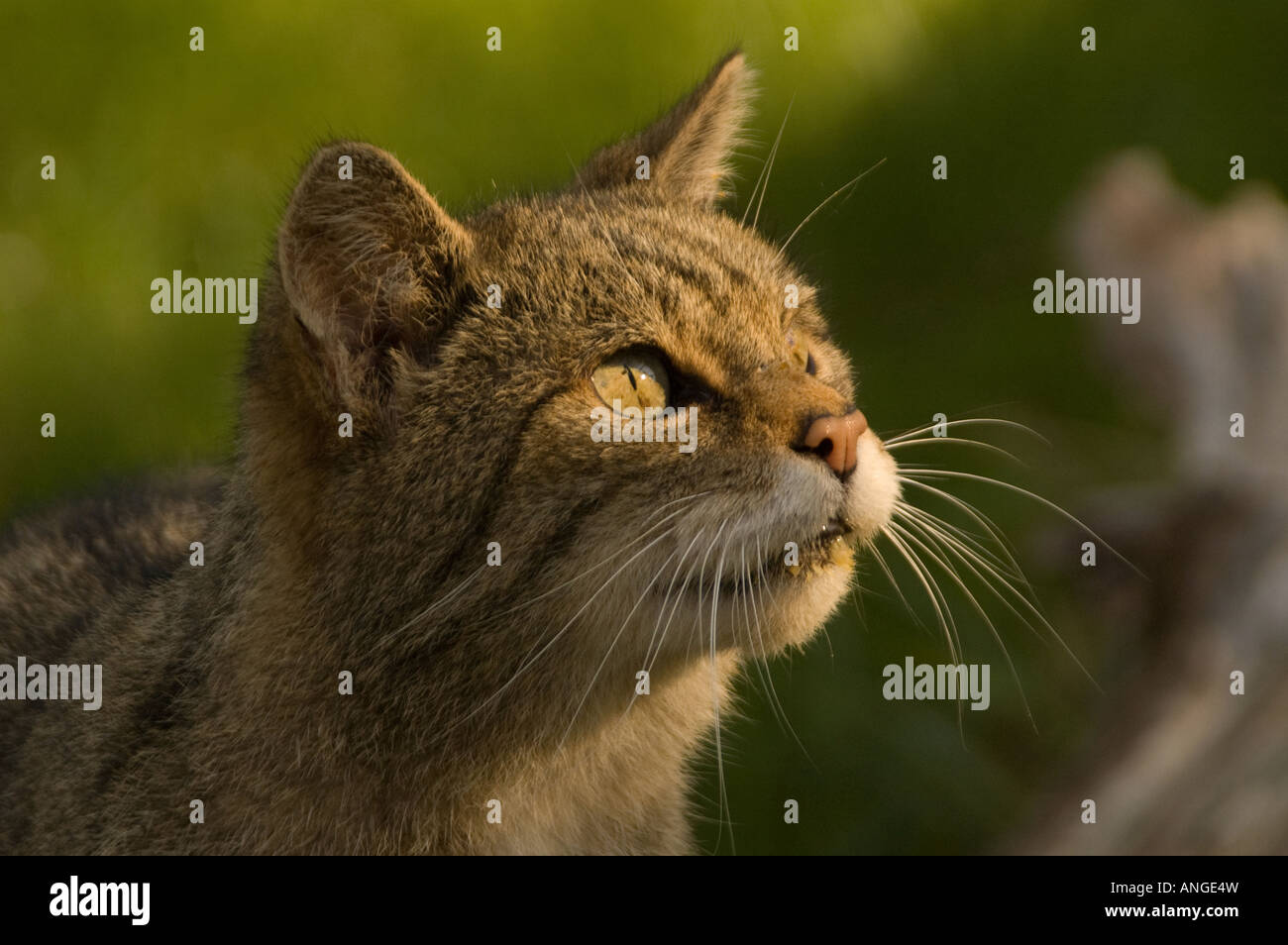 Felis silvestris Stockfoto