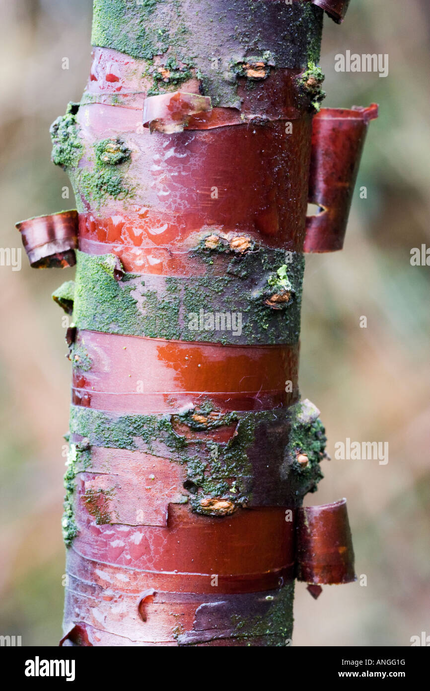 Abblätternde Rinde der Prunus serula Stockfoto