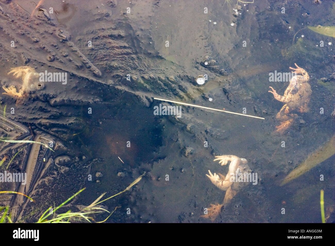 Tod im eis Fotos und Bildmaterial in hoher Auflösung Alamy