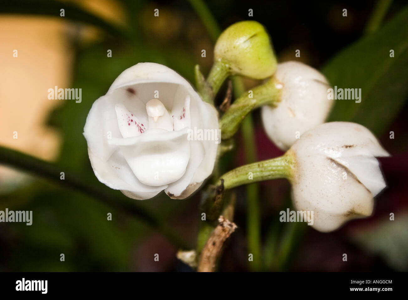 Flor del Espiritu Santo - Heiliger Geist Orchidee - Peristeria Elata. Diese  Blume ist die Nationalblume der Republik Panama Stockfotografie - Alamy