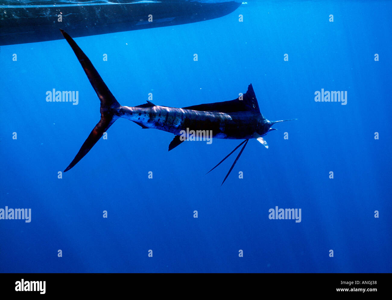 Pazifik Sailfish freigesetzt Stockfoto