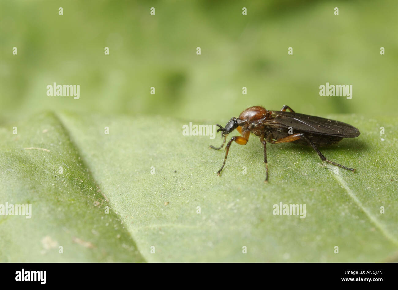 März fliegen auf einem grünen Blatt.  Bibio sp. Stockfoto