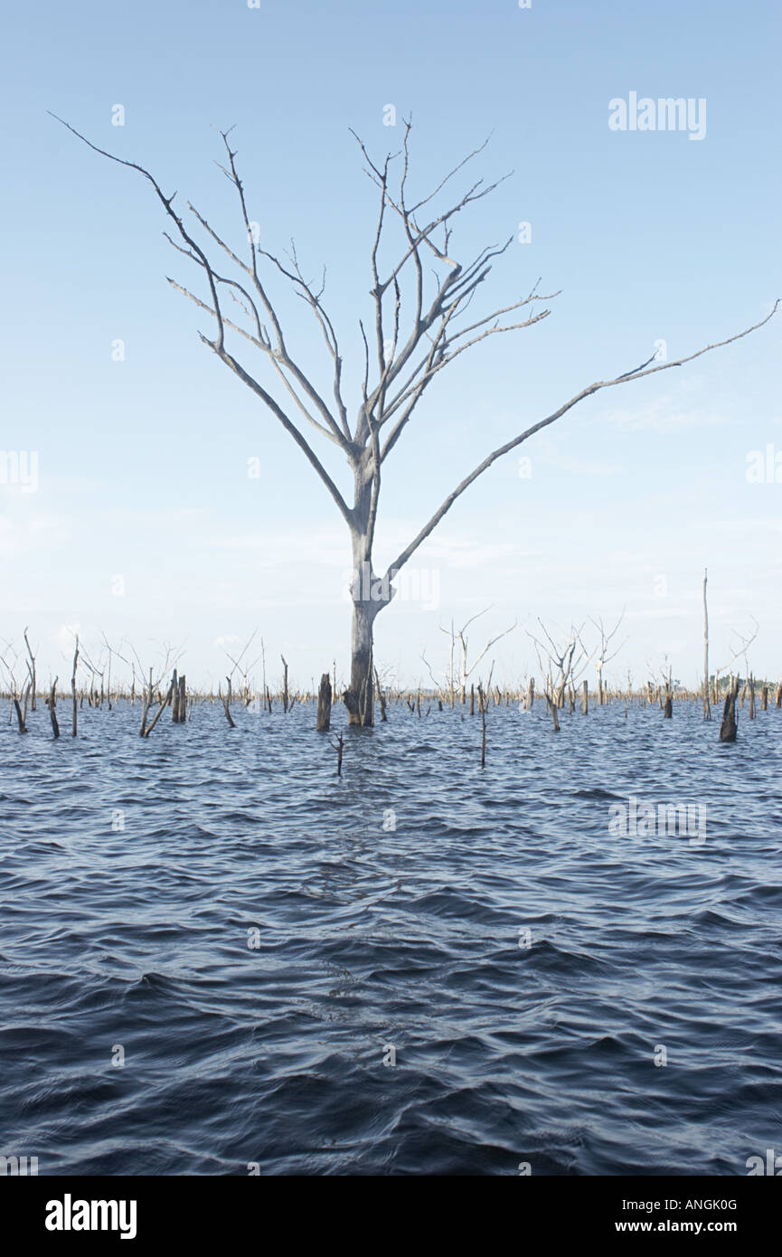 Tote Bäume steigen aus den Wassern des Brokopondo-Stausee im Inneren des Suriname. Stockfoto