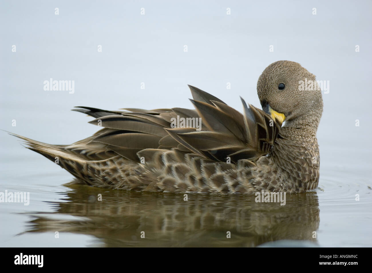 South Georgia Pintail (Anas Georgica) endemisch South Georgia Island wilde Cooper Bay Stockfoto