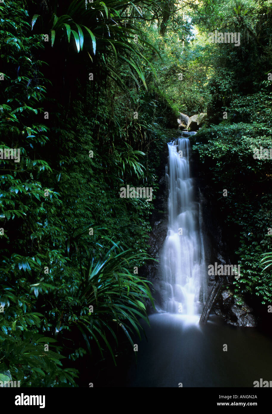 Sub-tropischen Regenwald, Lamington National Park-Queensland-Australien Stockfoto