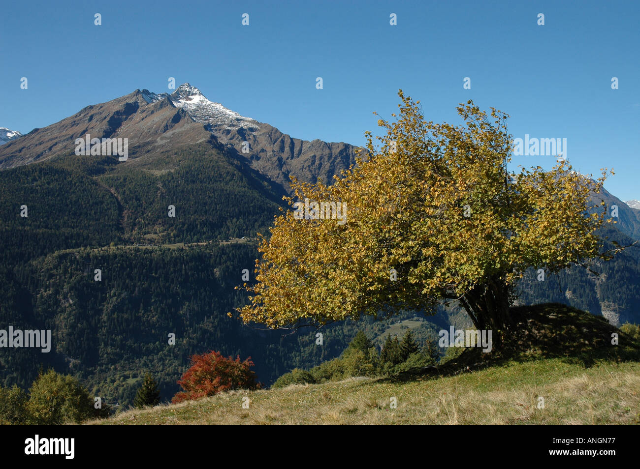 Piz Forno gesehen von Anzonico entlang der Strada trail Wandern Alta Leventina Tessin Tessin Schweiz Stockfoto