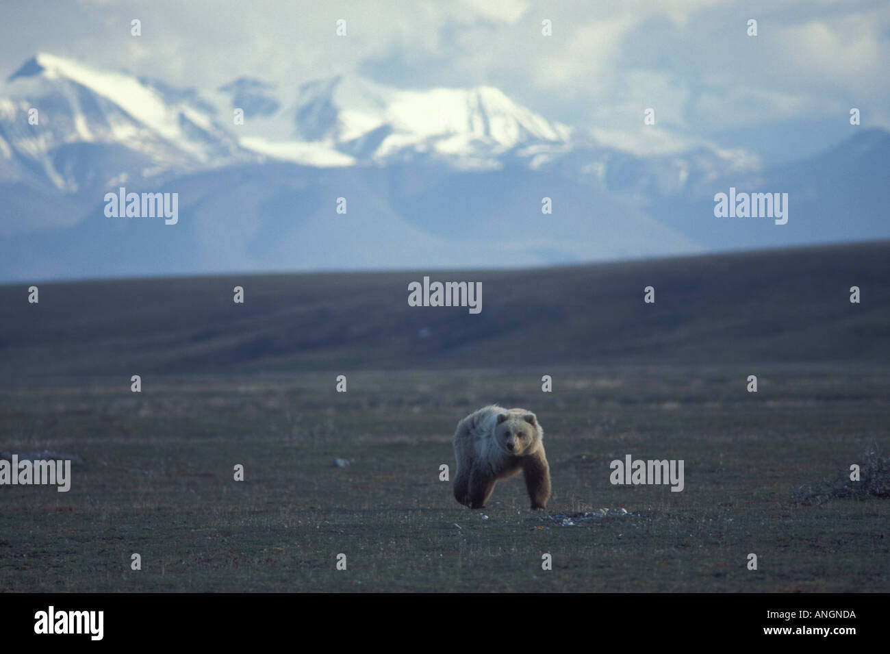 Grizzly Bär Ursus arctos Küstenebene Arctic National Wildlife Refuge Alaska Stockfoto