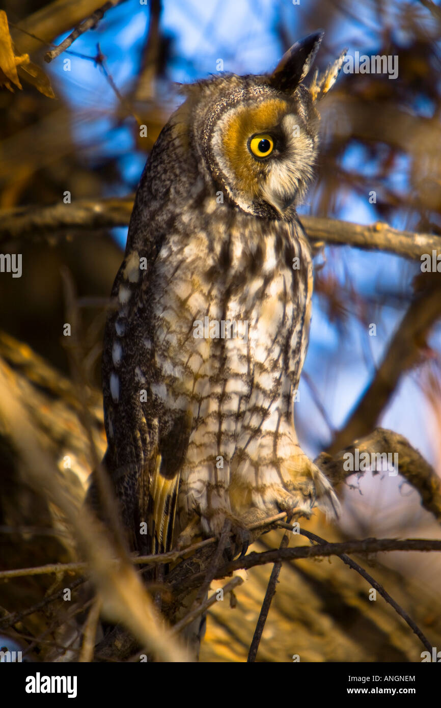 Lange Eared Owl (Asio Otus) Canyon Lake Riverside County Kalifornien Vereinigte Staaten Stockfoto