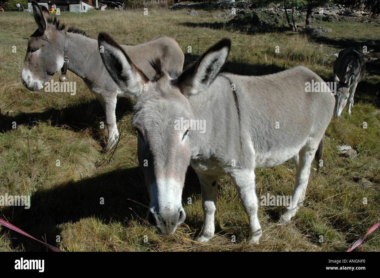 Esel auf der Weide bei Haus-und Nutztieren Gianon Strada Alta Kanton Tessin Ticino Schweiz Stockfoto