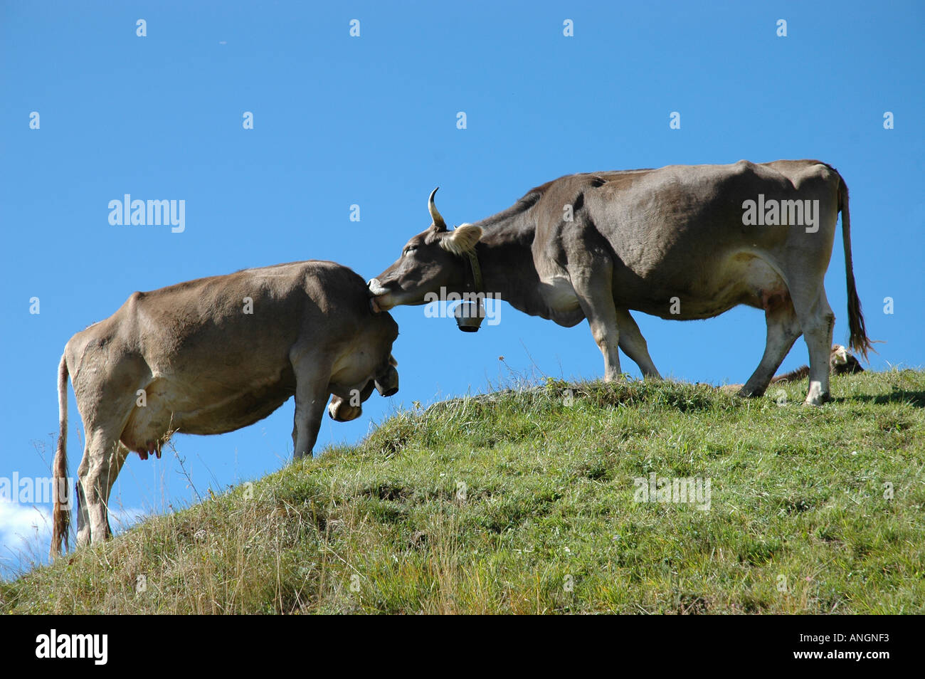braune Kühe lecken andere braune Kühe auf Wiese Grat mit blauem Himmel Kanton Tessin Tessin Schweizer Alpen Schweiz Stockfoto