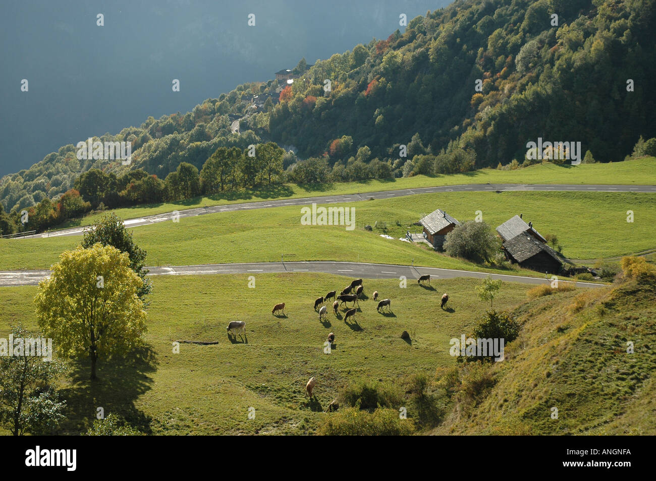 Kühe auf der Alm über Stadt Campello Leventina Tessin oder Tessiner Alpen, Leventina, trail Strada Alta Wandern Großbrit Stockfoto