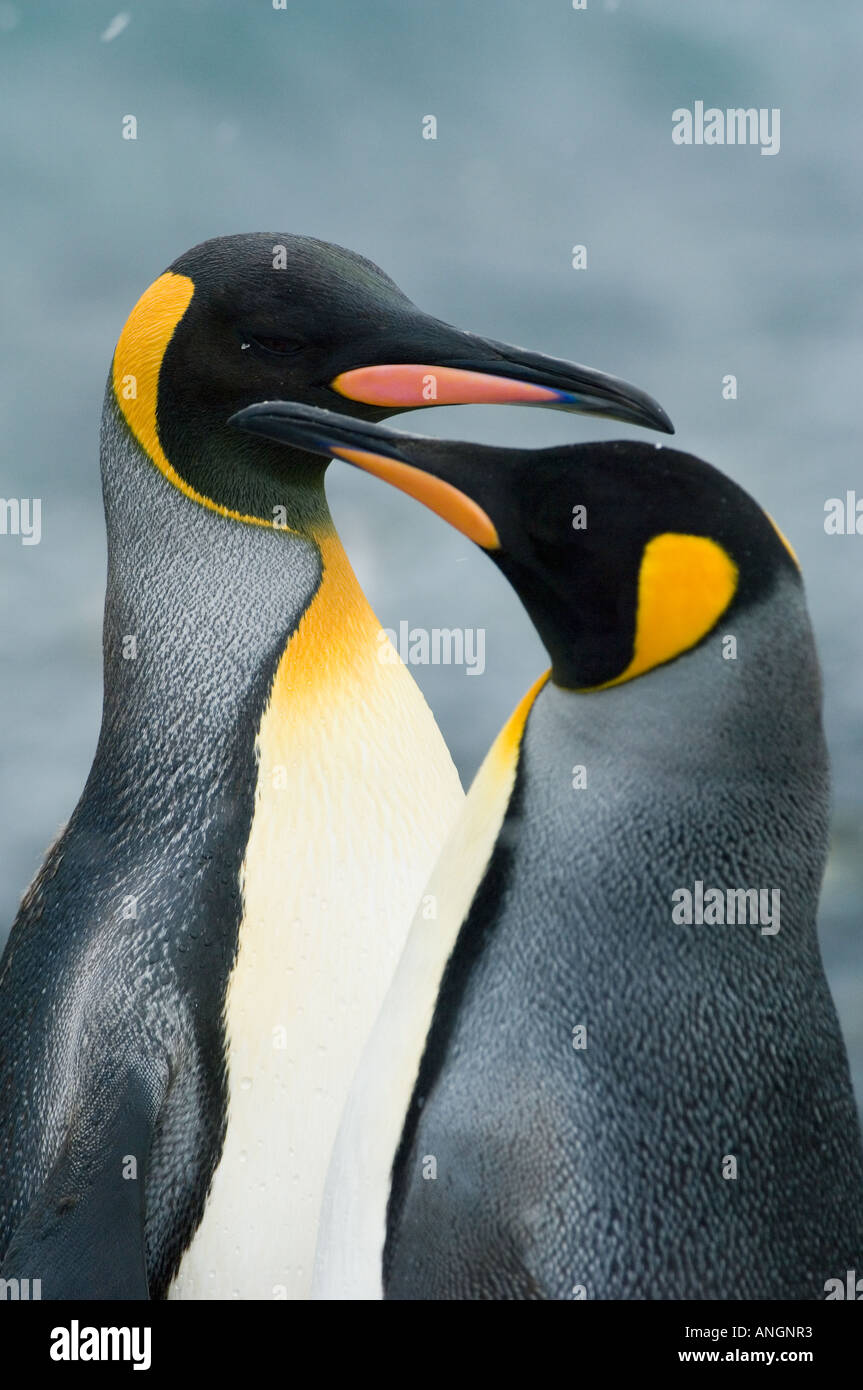 König Penguins (Aptenodytes Patagonicus) umwerben paar, South Georgia Island Stockfoto