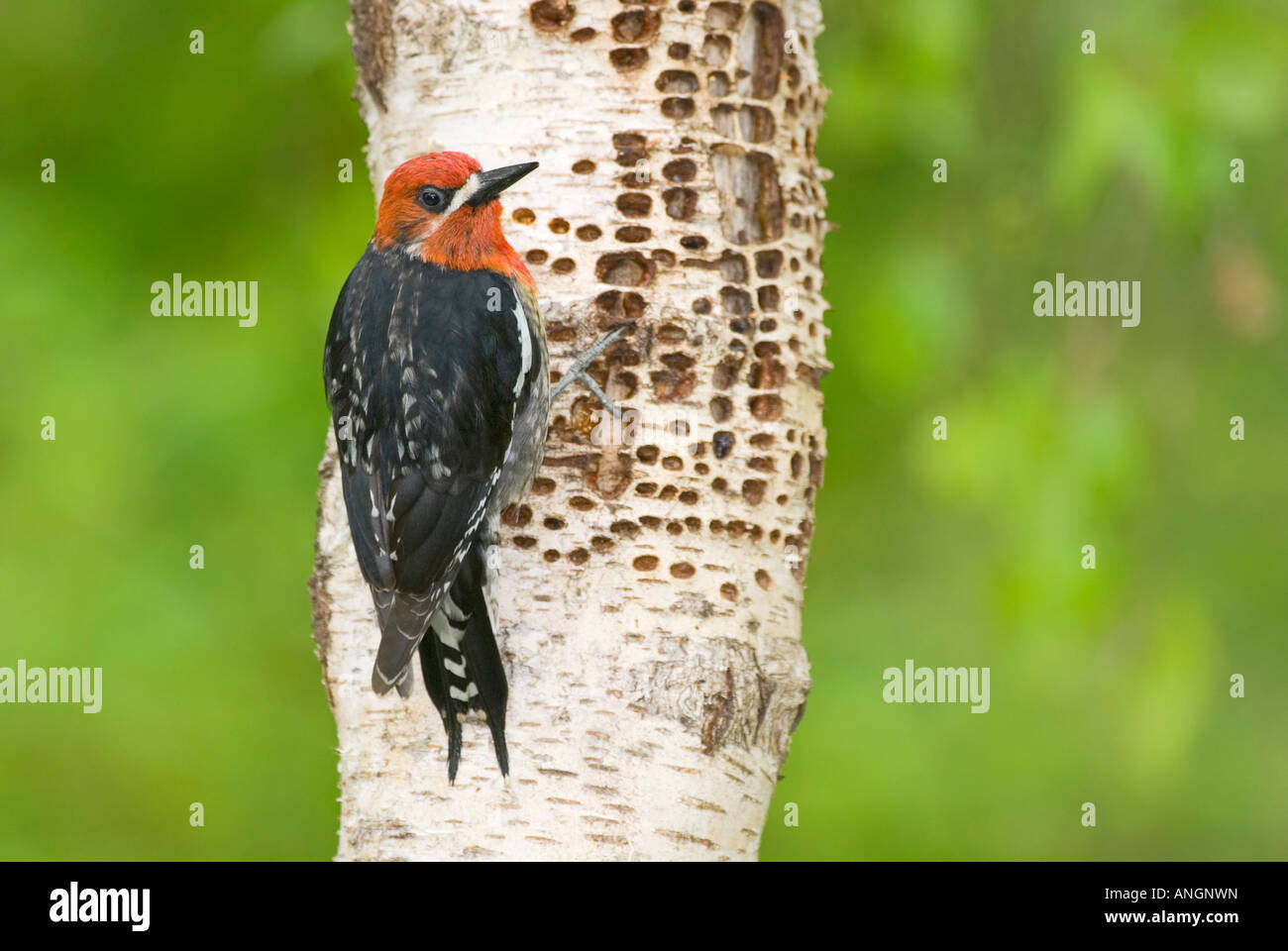 Red-breasted Sapsucker (Sphyrapicus Ruber), Kanada. Stockfoto