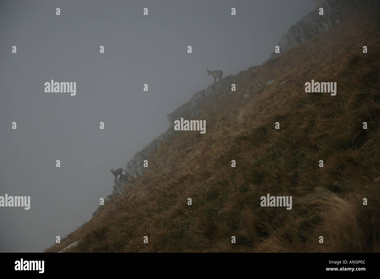 Sämischleder Gaemsen Silhouetten auf Bergrücken über See Ritomsee Tessin Tessiner Alpen der Schweiz Stockfoto