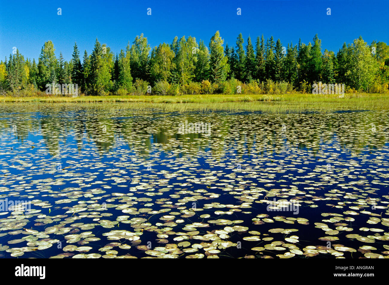 Feuchtgebiet und borealen Wald in der Nähe von Yellowknife, Northwest Territories, Kanada. Stockfoto