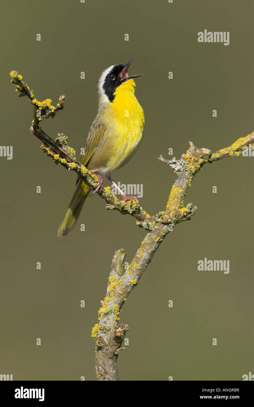 Gemeinsame Yellowthroat (Geothlypis Trichas), Britisch-Kolumbien, Kanada. Stockfoto