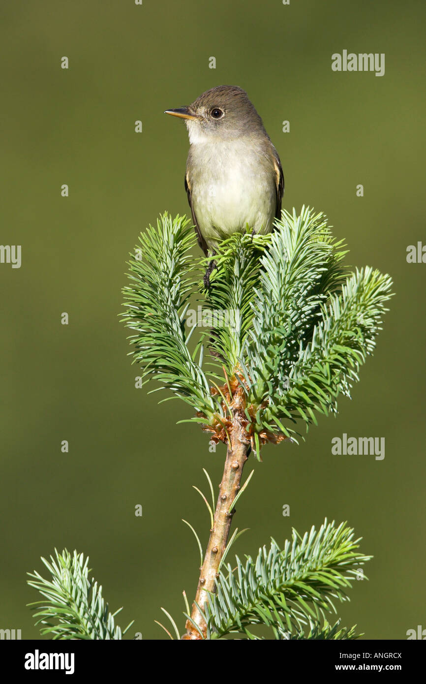 Weide Flycatcher (Empidonax Traillii), Britisch-Kolumbien, Kanada. Stockfoto
